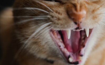 Faut-il vraiment brosser les dents de son chat ?