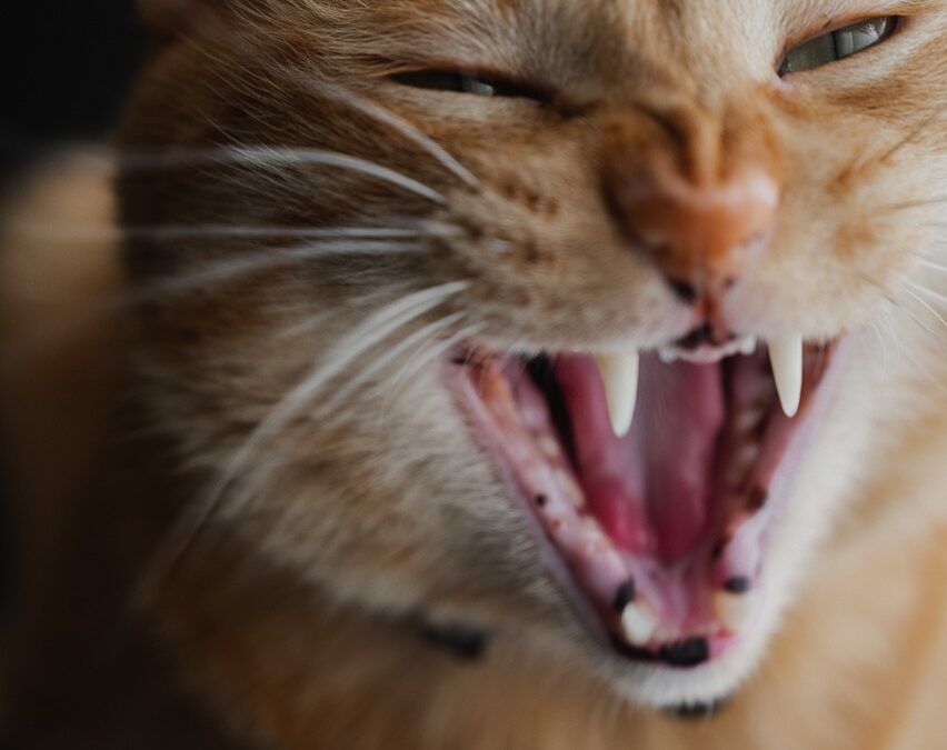 Faut-il vraiment brosser les dents de son chat ?